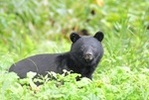 クマ被害増加、背景にクマ駆除数の減少が【週間ニュースまとめ10月14~19日】