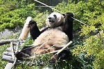 和歌山のパンダ4頭が中国に返還へ　今後はどうなる？【週間ニュースまとめ4月21日～27日】