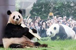 白浜のパンダ、全頭が中国へ　日本のパンダは残り２頭！　「パンダ外交」を考えよう【イチ押しニュース】