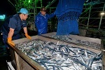 今年はサンマ「太くて立派」、しかしほかの魚は？　温暖化と魚の関係考えよう【イチ押しニュース】